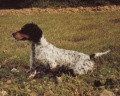 Setter Anglais EMMA DE L'ECHO DE LA FORET